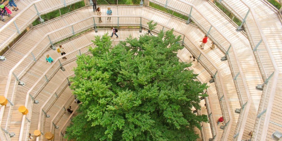 Baumwipfelpfad Baumwipfelpfad auf Rügen
